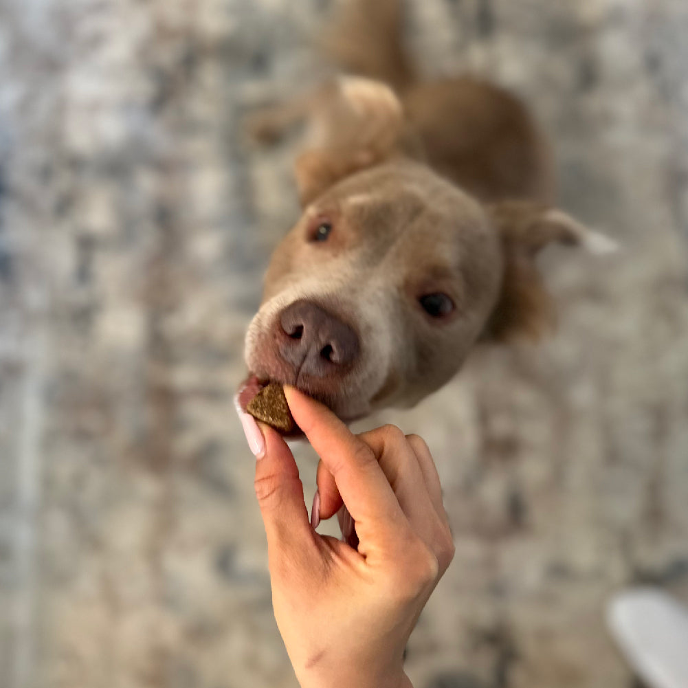 Hip &amp; Joint Chews (90 Chews)