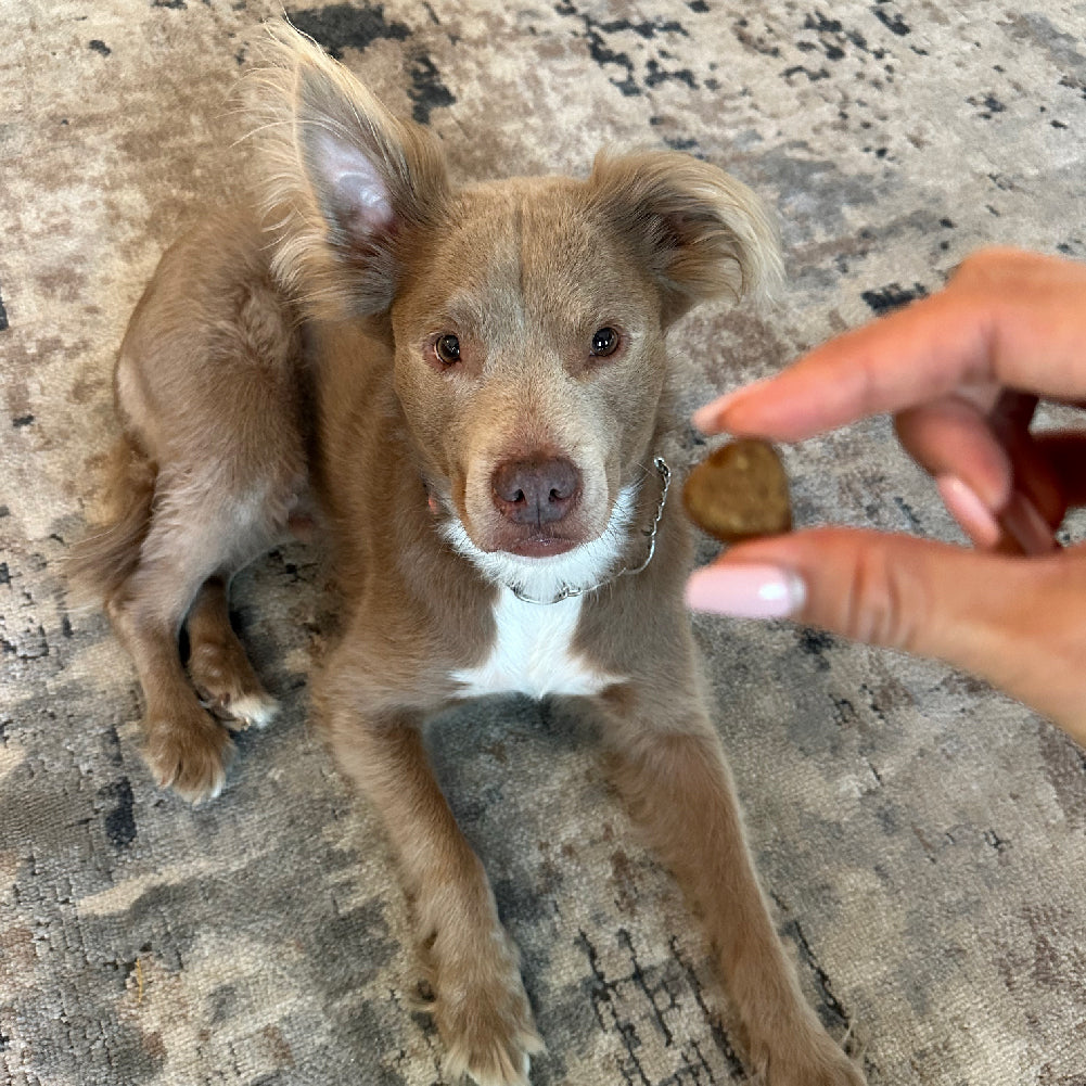 Allergy &amp; Immune Chews (90 Chews)