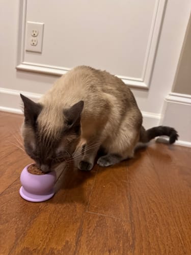 Amanda W.'s cat using the FreezPounce (customer photo)