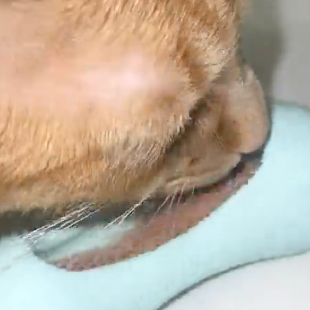 FreezWhisk Cat Calm Feed Bowl